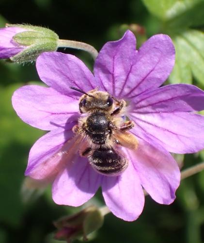 Andrena sp.